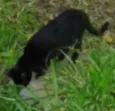 Morgana