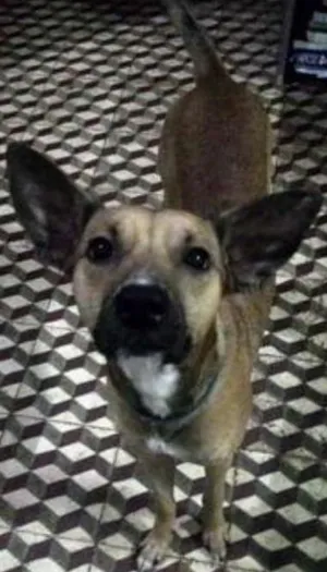 Cachorro raça  idade 1 ano nome Pipiu