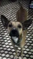 Pipiu