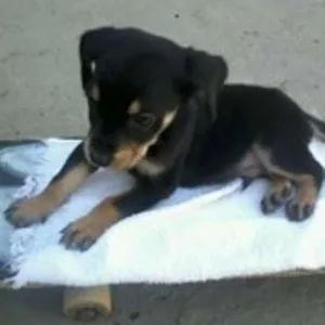 Cachorro raça labrador-desconhecido idade 7 a 11 meses nome marley