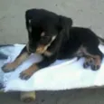 marley