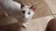 Suri