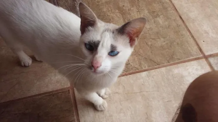 Gato ra a SRD idade 2 anos nome Suri