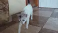 Suri