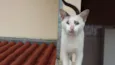 Suri