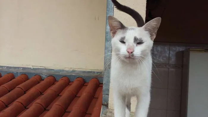 Gato ra a SRD idade 2 anos nome Suri