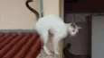 Suri