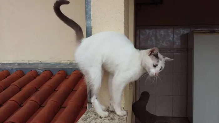 Gato ra a SRD idade 2 anos nome Suri