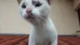 Suri