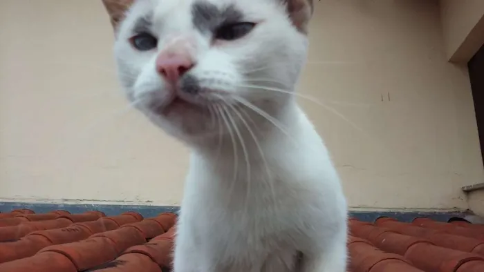 Gato ra a SRD idade 2 anos nome Suri
