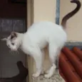 Suri