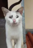 Suri