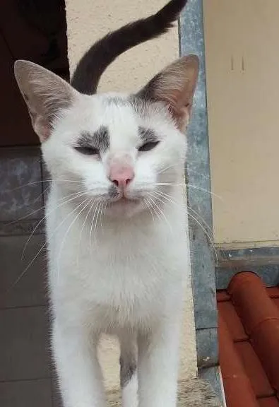 Gato ra a SRD idade 2 anos nome Suri
