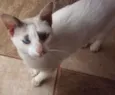 Suri