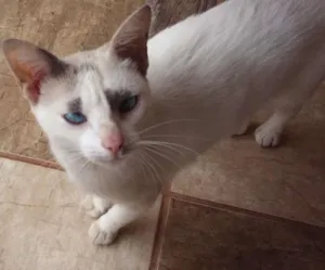 Gato raça SRD idade 2 anos nome Suri