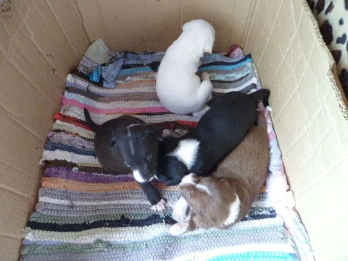 Cachorro ra a SRD idade Abaixo de 2 meses nome SRD