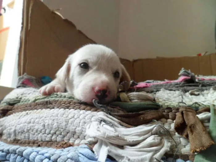 Cachorro ra a SRD idade Abaixo de 2 meses nome SRD