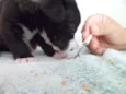 SRD
