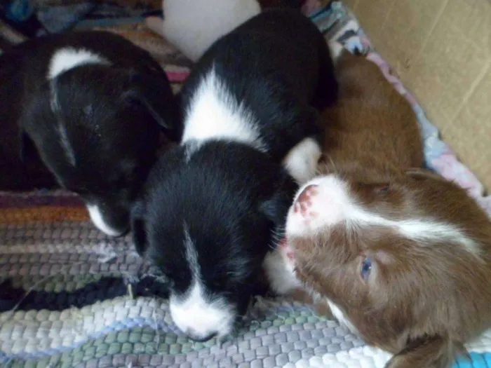Cachorro ra a SRD idade Abaixo de 2 meses nome SRD