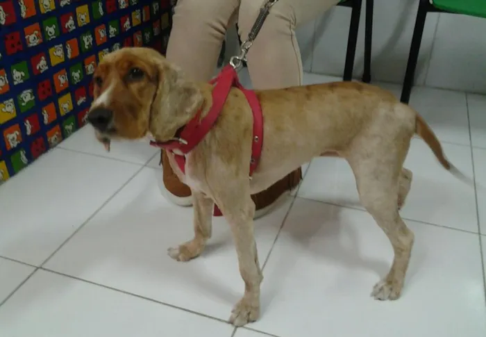 Cachorro ra a Cocker idade 1 ano nome Cristal