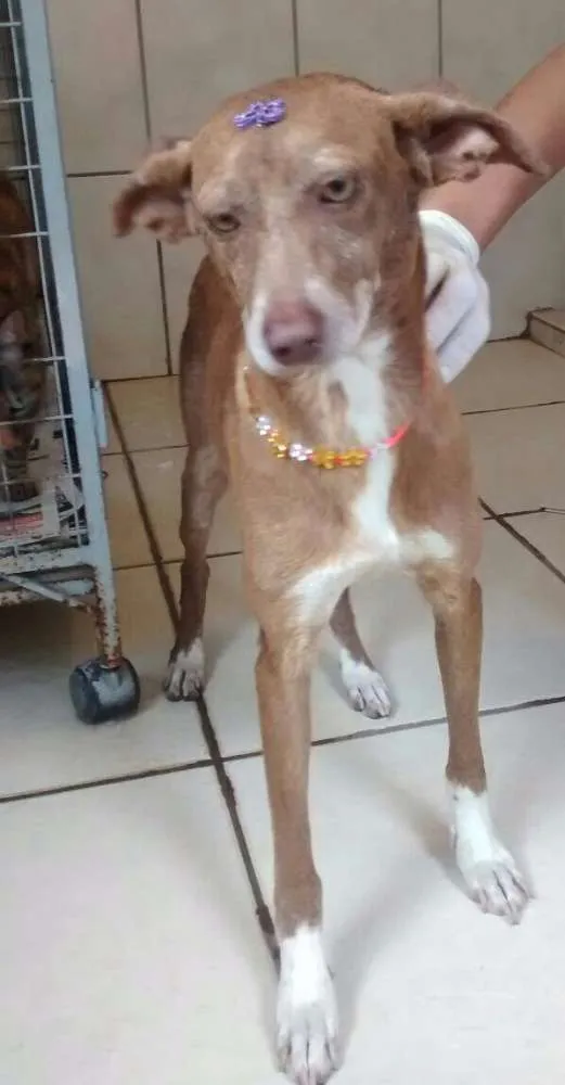 Cachorro ra a SRD idade 1 ano nome MORENA
