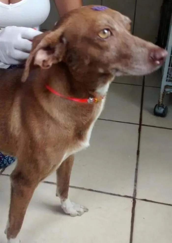 Cachorro ra a SRD idade 1 ano nome MORENA