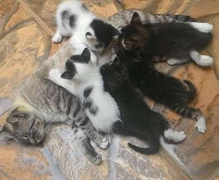Gato raça Vira-lata idade Abaixo de 2 meses nome Não tem