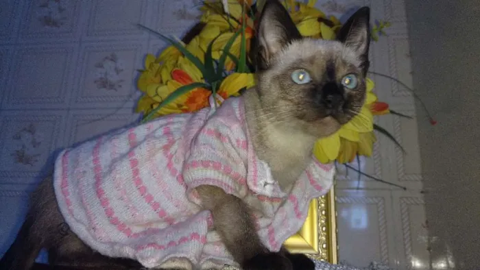 Gato ra a Siamesa idade 2 a 6 meses nome Sophie