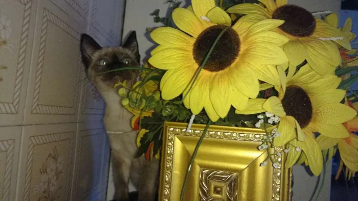 Gato ra a Siamesa idade 2 a 6 meses nome Sophie