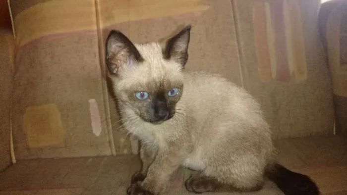 Gato ra a Siamesa idade 2 a 6 meses nome Sophie