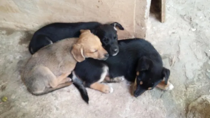 Cachorro raça viralata idade 2 a 6 meses nome filhotes 