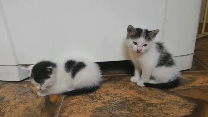 Gato raça Vira-lata idade Abaixo de 2 meses nome Não tem