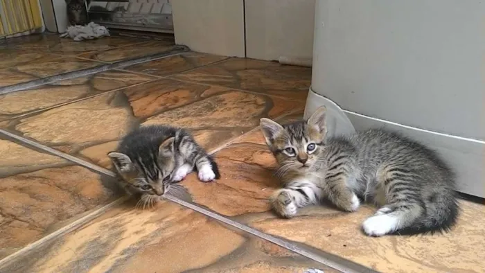 Gato raça Vira-lata idade Abaixo de 2 meses nome Não tem