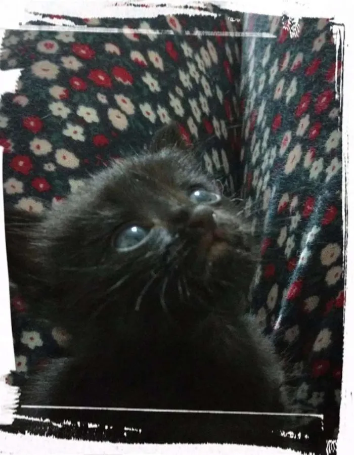 Gato ra a Srd idade Abaixo de 2 meses nome Melody