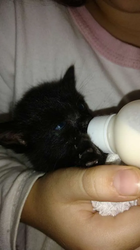 Gato ra a Srd idade Abaixo de 2 meses nome Melody