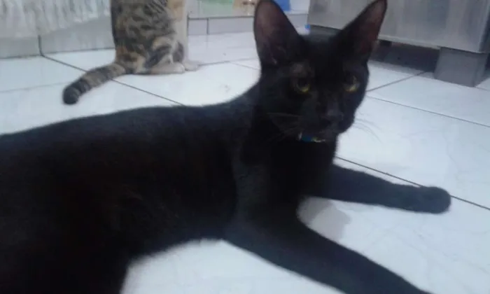 Gato raça Vira lata idade 7 a 11 meses nome Teresa, César, Beth