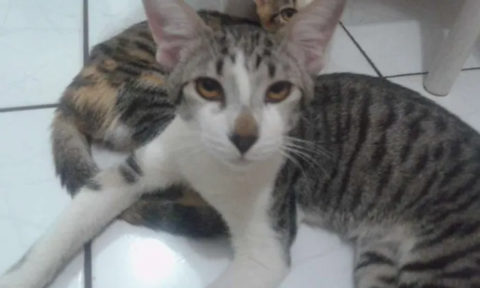 Gato raça Vira lata idade 7 a 11 meses nome Teresa, César, Beth