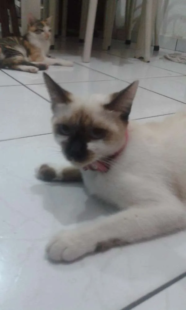Gato raça Vira lata idade 7 a 11 meses nome Teresa, César, Beth