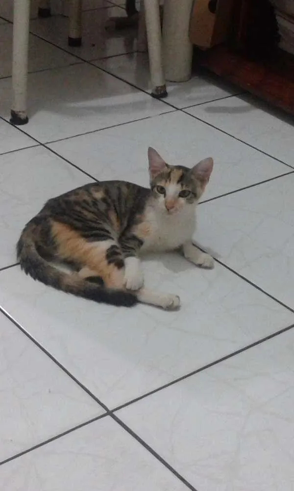 Gato raça Vira lata idade 7 a 11 meses nome Teresa, César, Beth