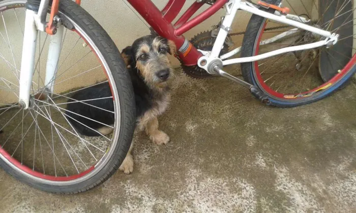 Cachorro raça indefinida idade 2 a 6 meses nome Maria