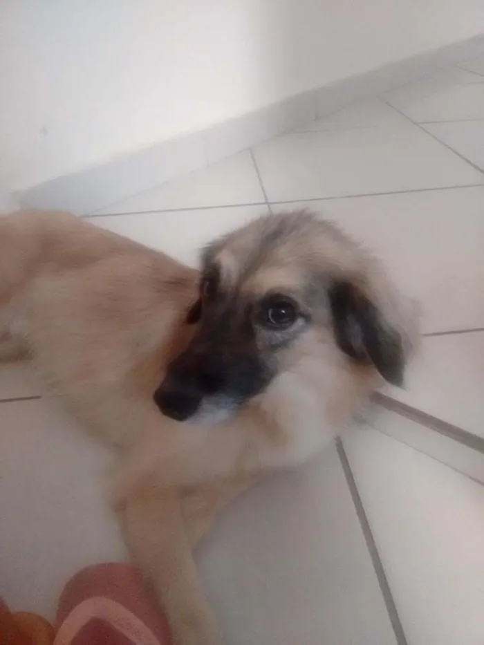 Cachorro ra a SRD idade 5 anos nome Bruce