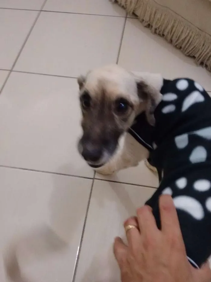 Cachorro ra a SRD idade 5 anos nome Bruce