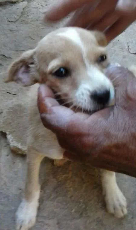 Cachorro ra a SRD idade 2 a 6 meses nome Amora