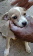 Amora