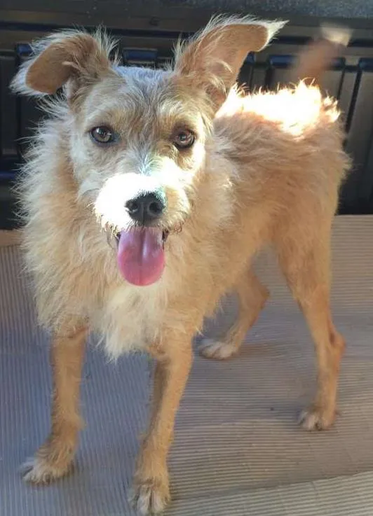 Cachorro ra a SRD idade 3 anos nome Estelinha