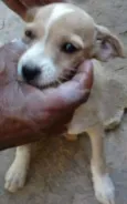 Amora