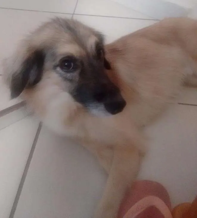 Cachorro ra a SRD idade 5 anos nome Bruce