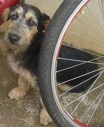 Cachorro raça indefinida idade 2 a 6 meses nome Maria