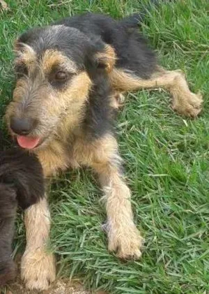 Cachorro raça indefinida idade 2 a 6 meses nome Maria
