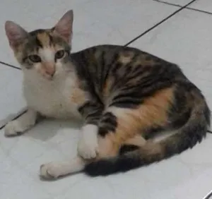 Gato raça Vira lata idade 7 a 11 meses nome Teresa, César, Beth